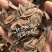 新采一级杜仲种子丝棉皮棉树皮胶树中药材树种子