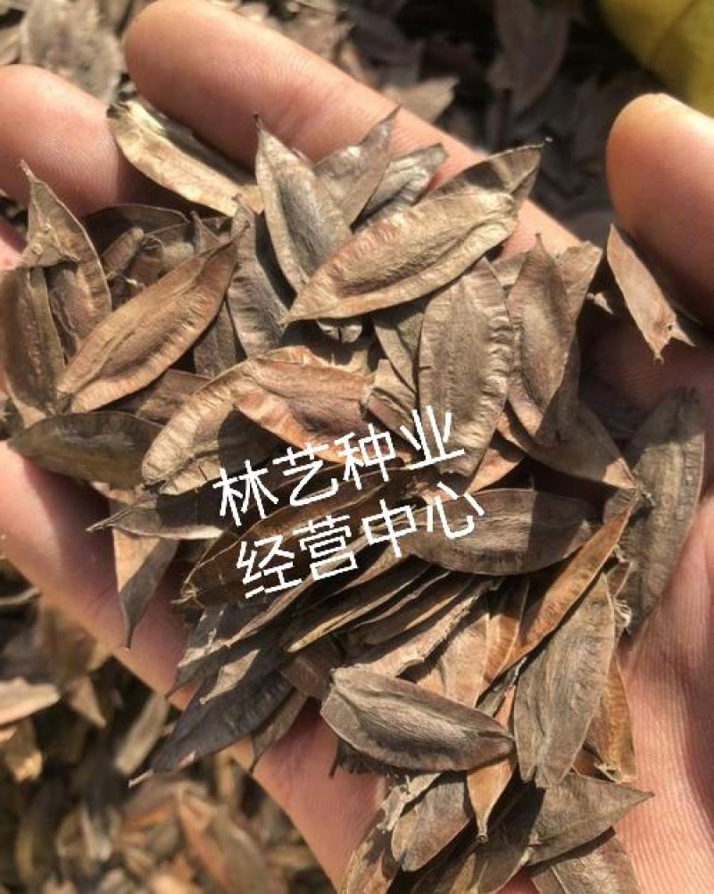 新采一级杜仲种子丝棉皮棉树皮胶树中药材树种子