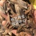 新采一级杜仲种子丝棉皮棉树皮胶树中药材树种子