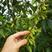 新采一级杜仲种子丝棉皮棉树皮胶树中药材树种子