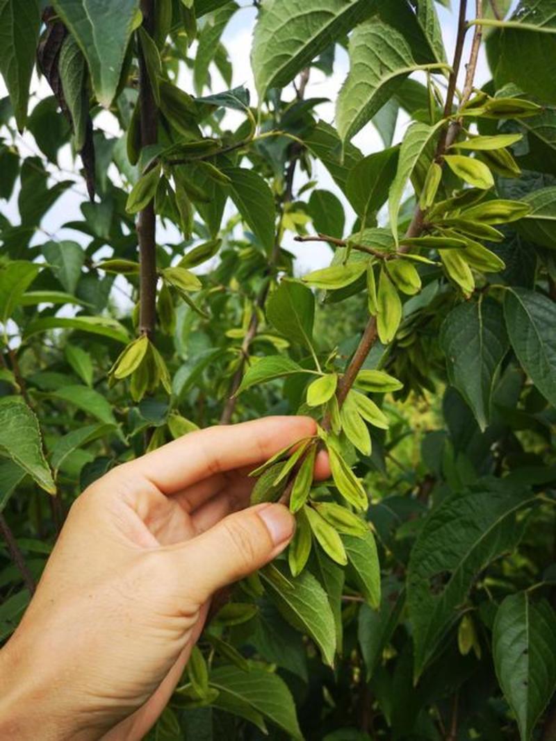 新采一级杜仲种子丝棉皮棉树皮胶树中药材树种子