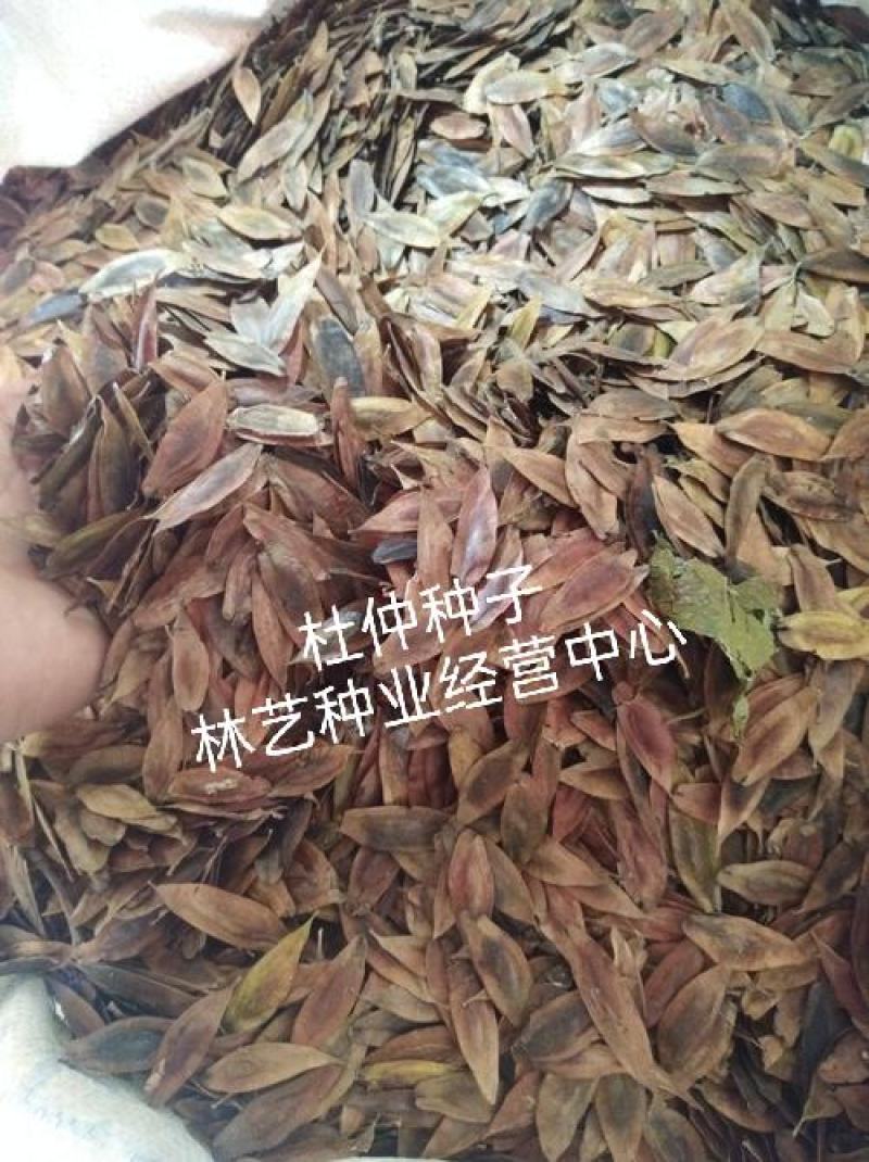 新采一级杜仲种子丝棉皮棉树皮胶树中药材树种子