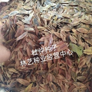 新采一级杜仲种子丝棉皮棉树皮胶树中药材树种子