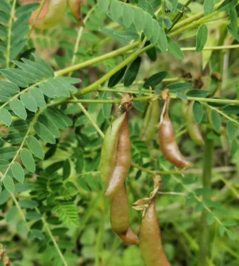 黄芪种子野生中药材种子高产易种草药籽黄参特色四季经济作物
