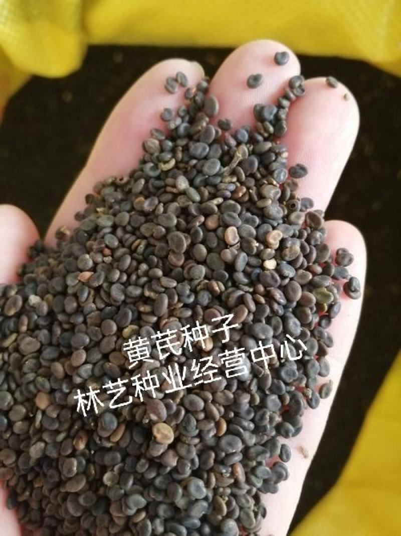 黄芪种子野生中药材种子高产易种草药籽黄参特色四季经济作物
