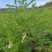 黄芪种子野生中药材种子高产易种草药籽黄参特色四季经济作物