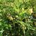 黄芪种子野生中药材种子高产易种草药籽黄参特色四季经济作物