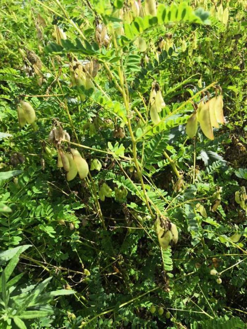 黄芪种子野生中药材种子高产易种草药籽黄参特色四季经济作物