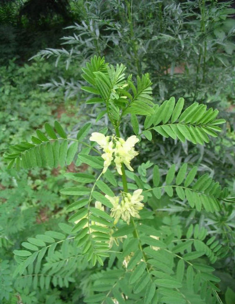 黄芪种子野生中药材种子高产易种草药籽黄参特色四季经济作物
