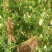 黄芪种子野生中药材种子高产易种草药籽黄参特色四季经济作物