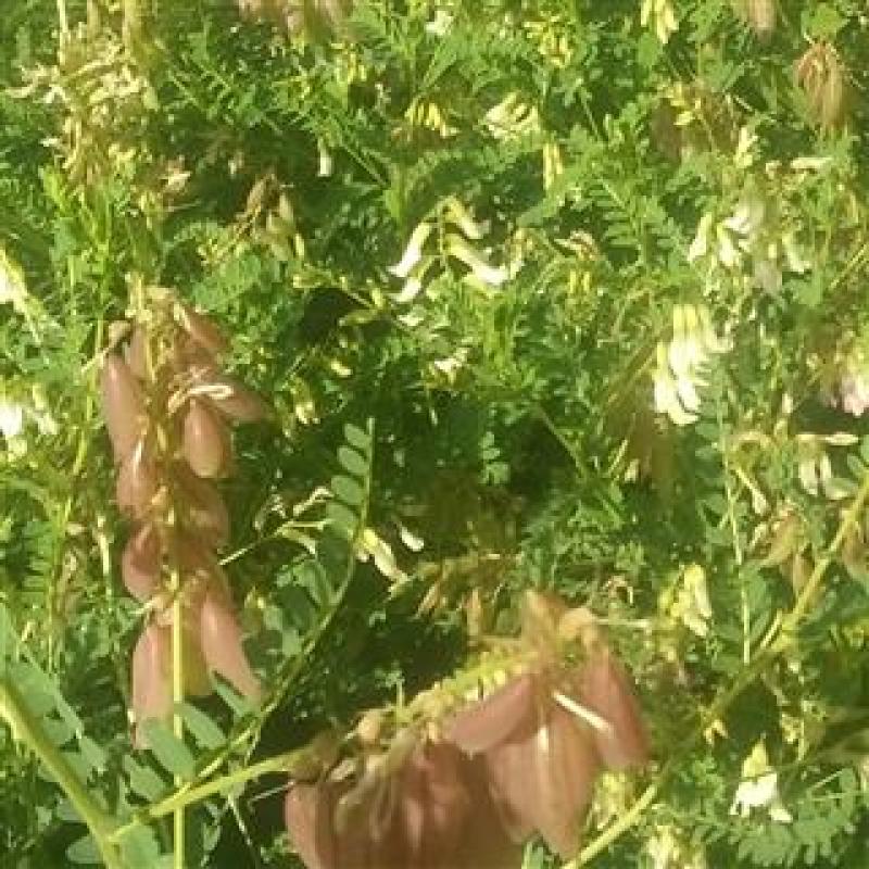 黄芪种子野生中药材种子高产易种草药籽黄参特色四季经济作物