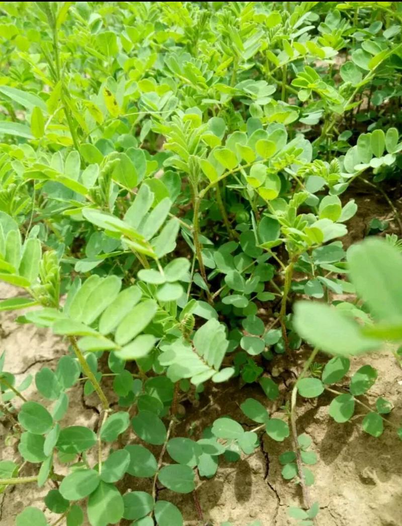 黄芪种子野生中药材种子高产易种草药籽黄参特色四季经济作物