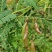 黄芪种子野生中药材种子高产易种草药籽黄参特色四季经济作物