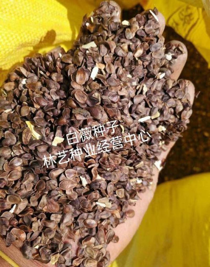 中药材种子白薇种子