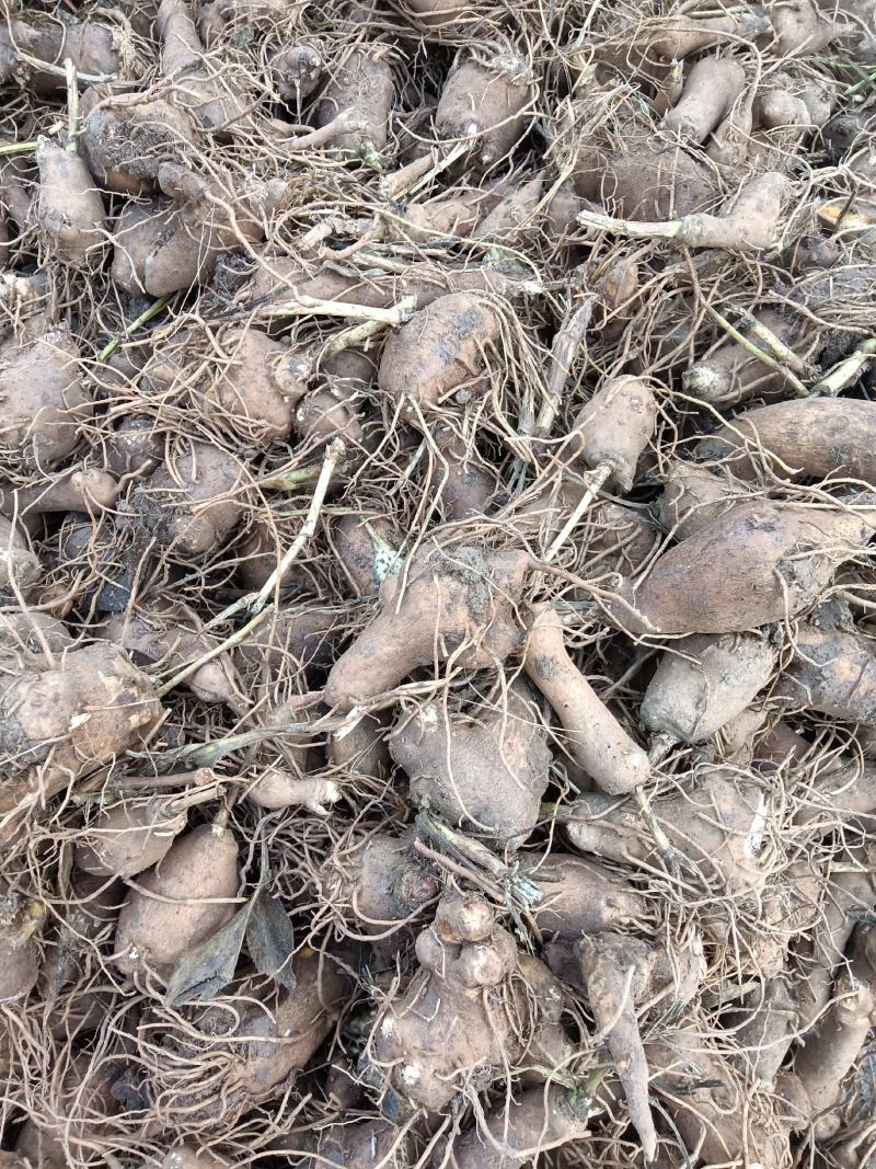 白术一年生种植免费技术指导，包回收成品，