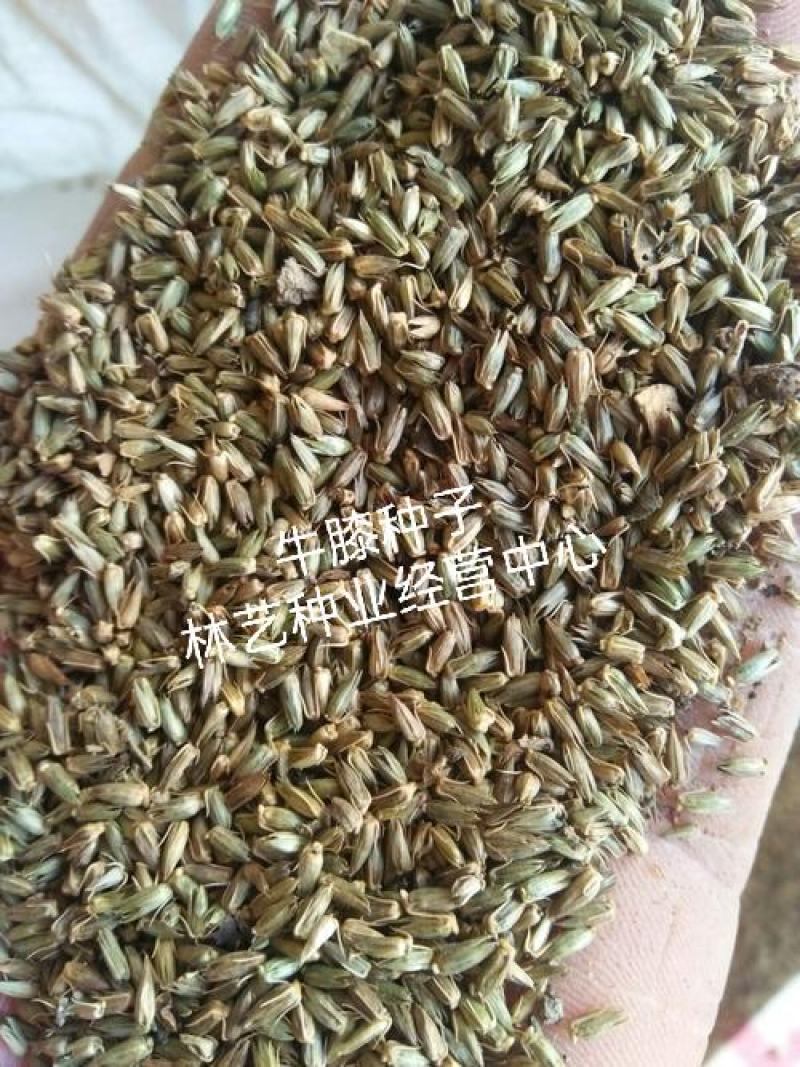 散装药材赤峰牛膝种子新品怀牛夕种籽发芽率高春夏季播种