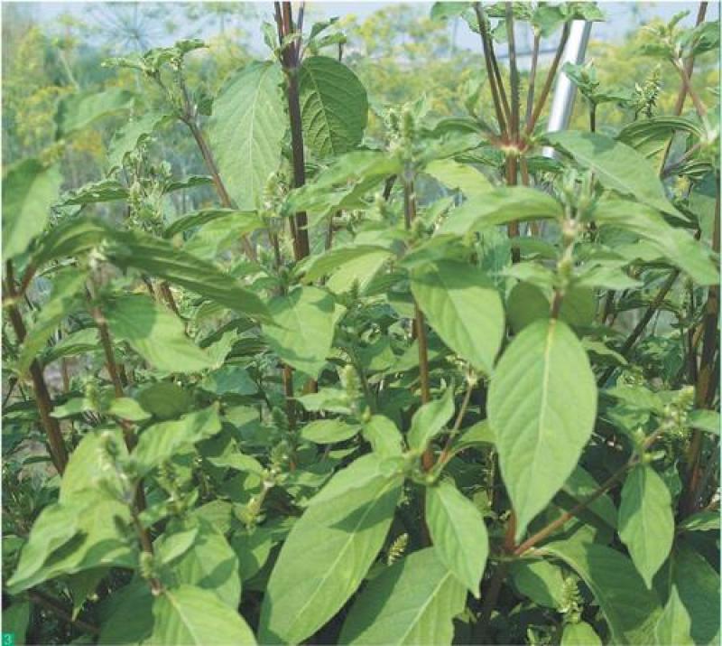 散装药材赤峰牛膝种子新品怀牛夕种籽发芽率高春夏季播种