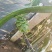 广东湛江硇洲岛金都一号火龙果大量上市欢迎各位老板前来咨询