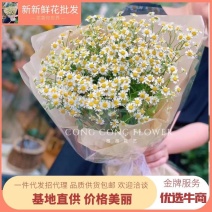 洋甘菊鲜切花云南鲜花基地直发小雏菊鲜花菊花批发包邮