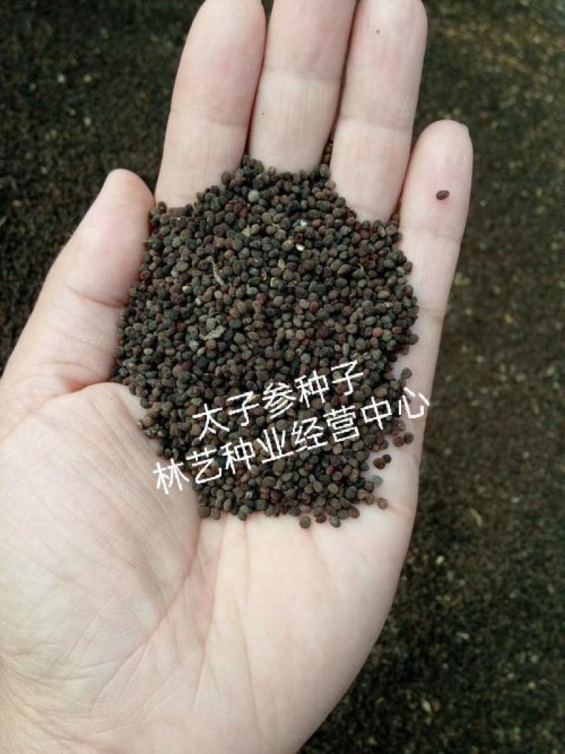 正品太子参种子药材四叶参种籽四季播种阳台盆栽孩儿童参
