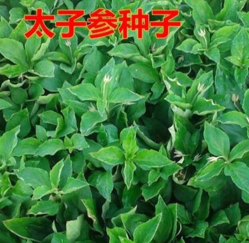 正品太子参种子药材四叶参种籽四季播种阳台盆栽孩儿童参