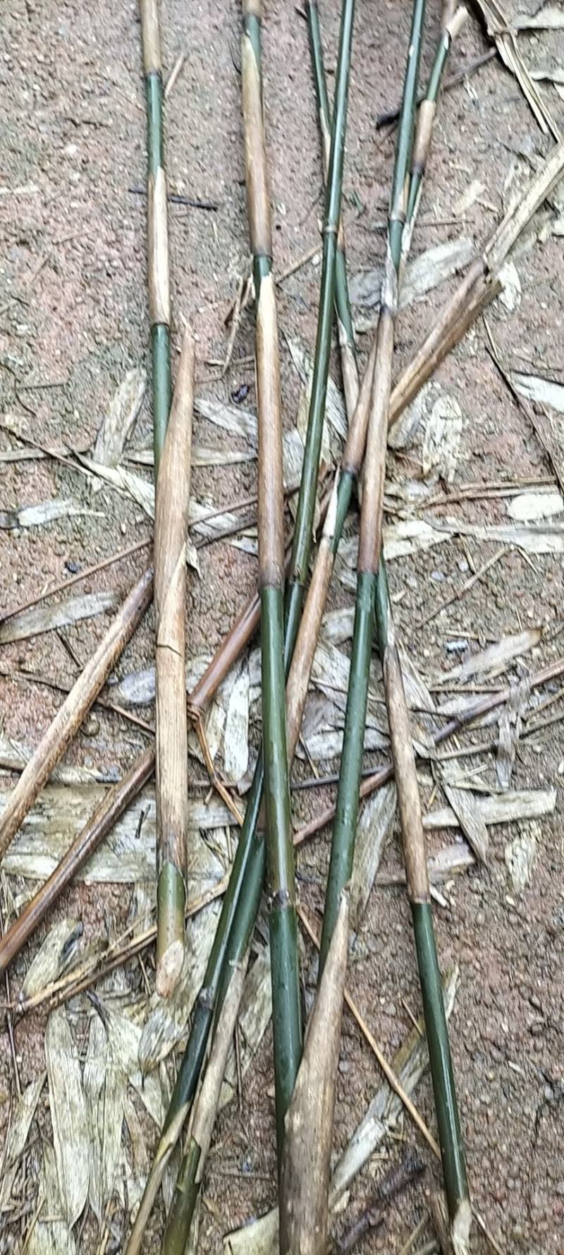 菜架竹子，苦竹，麻竹产地江西，一手货源，欢迎咨询，规格齐