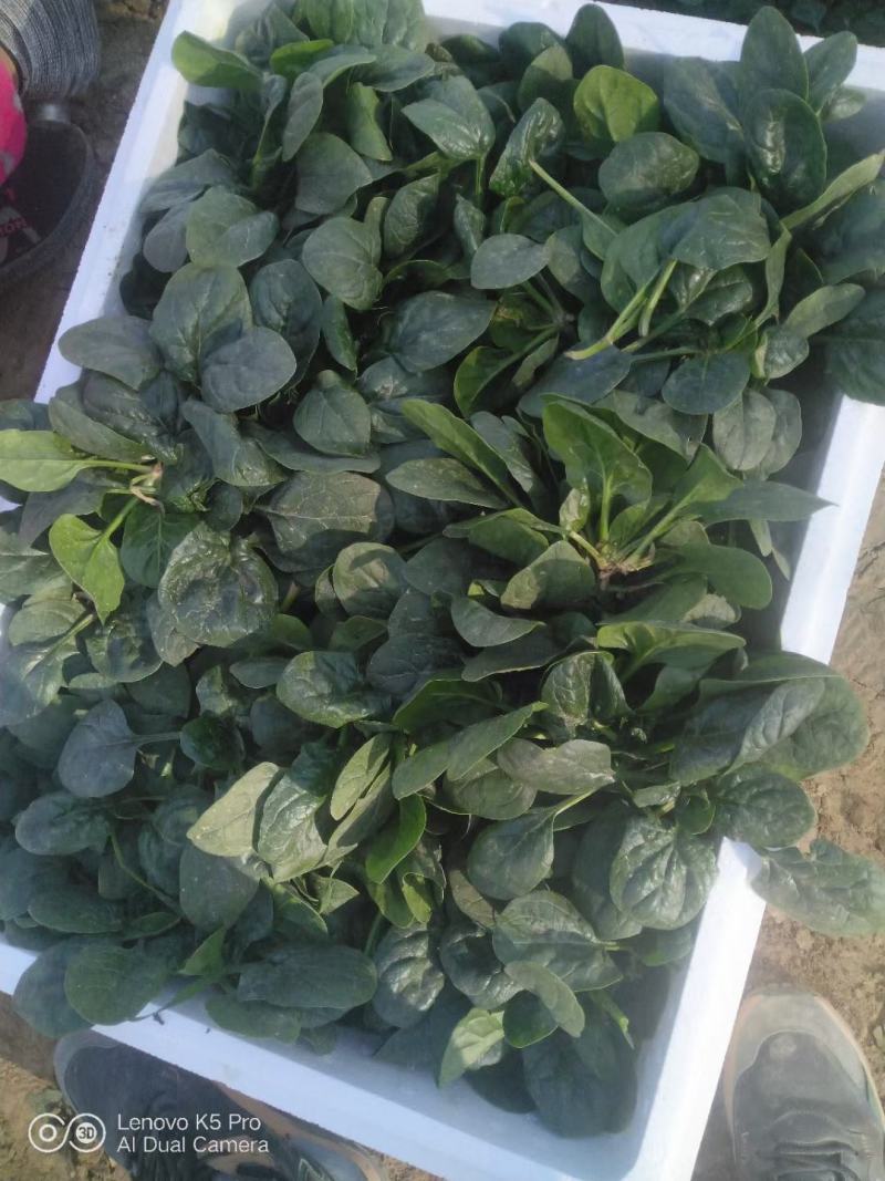 地趴菠菜散装精品菠菜代发全国支持各种包装电商