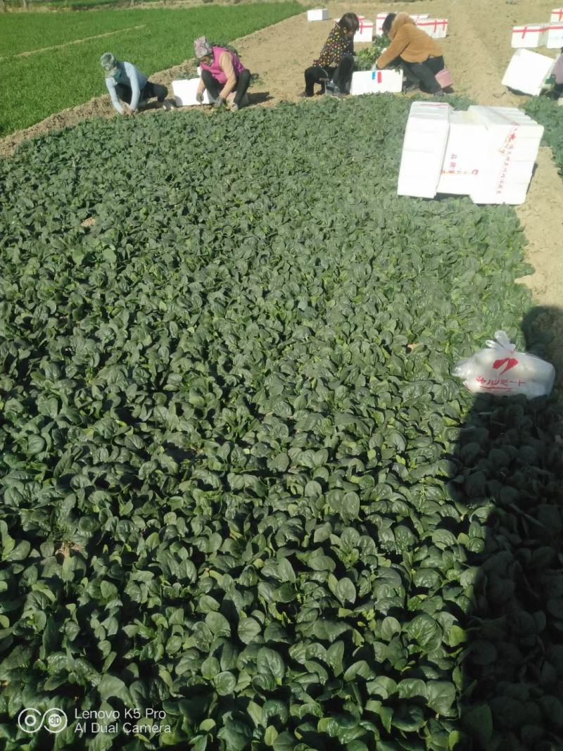 地趴菠菜散装精品菠菜代发全国支持各种包装电商