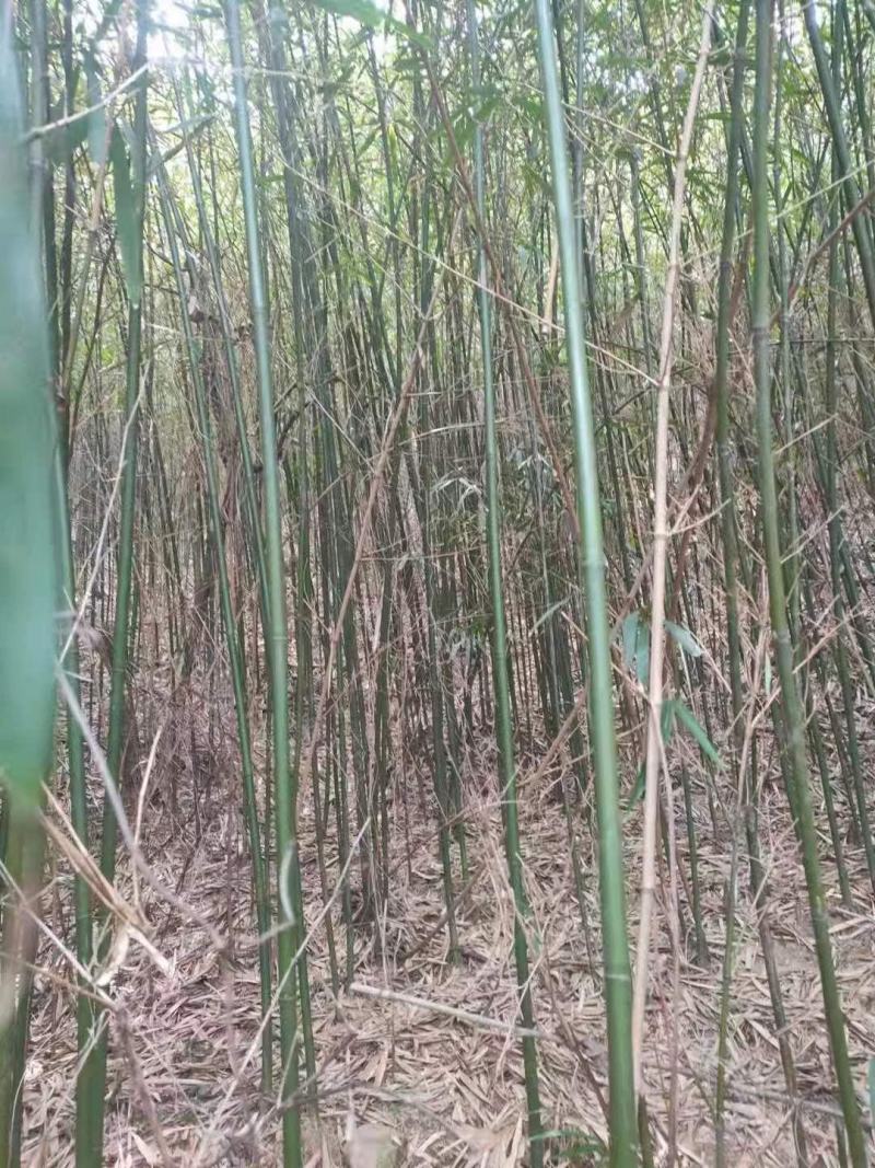 苦竹，现挖现发，诚信经营，绿化苗木，货源充足，