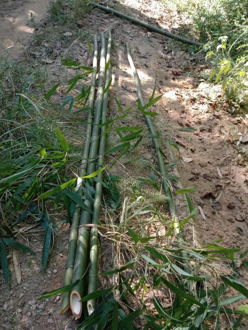 苦竹，现挖现发，诚信经营，绿化苗木，货源充足，