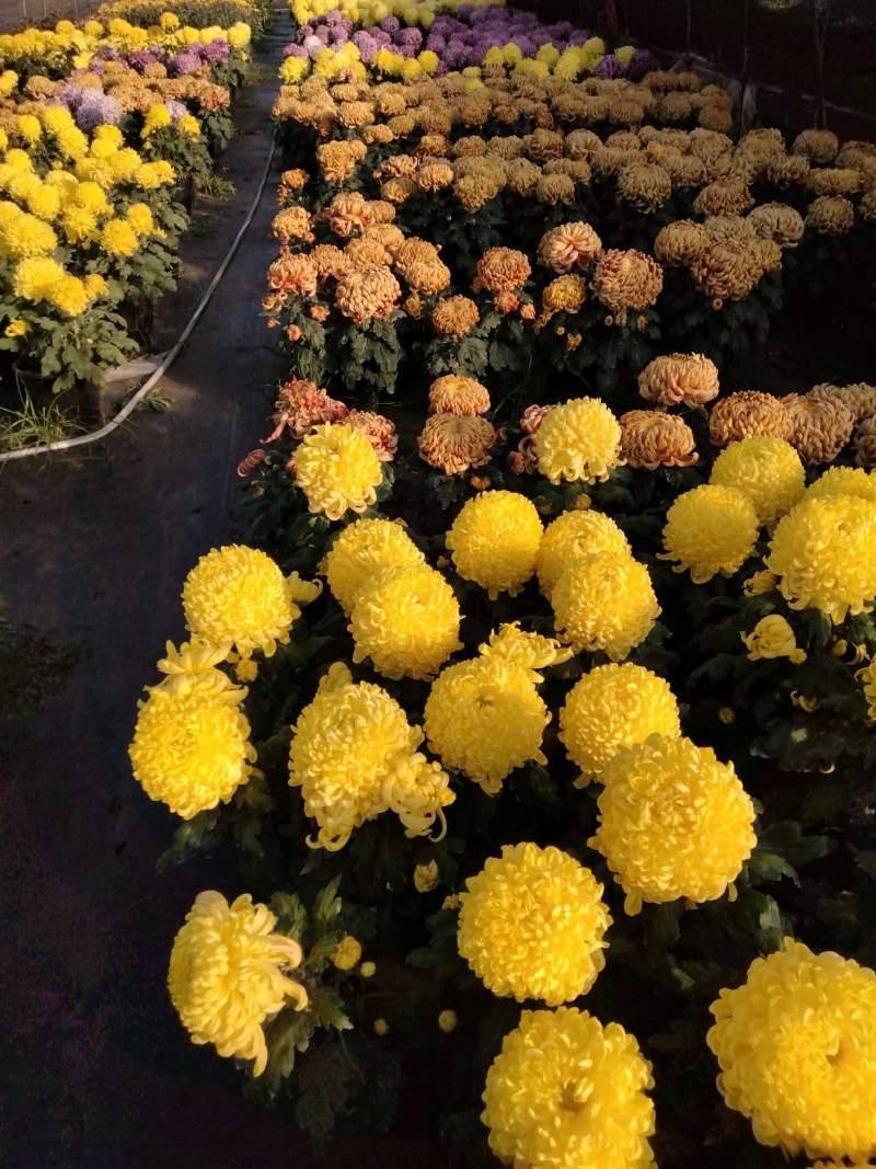 盆栽观赏大菊花