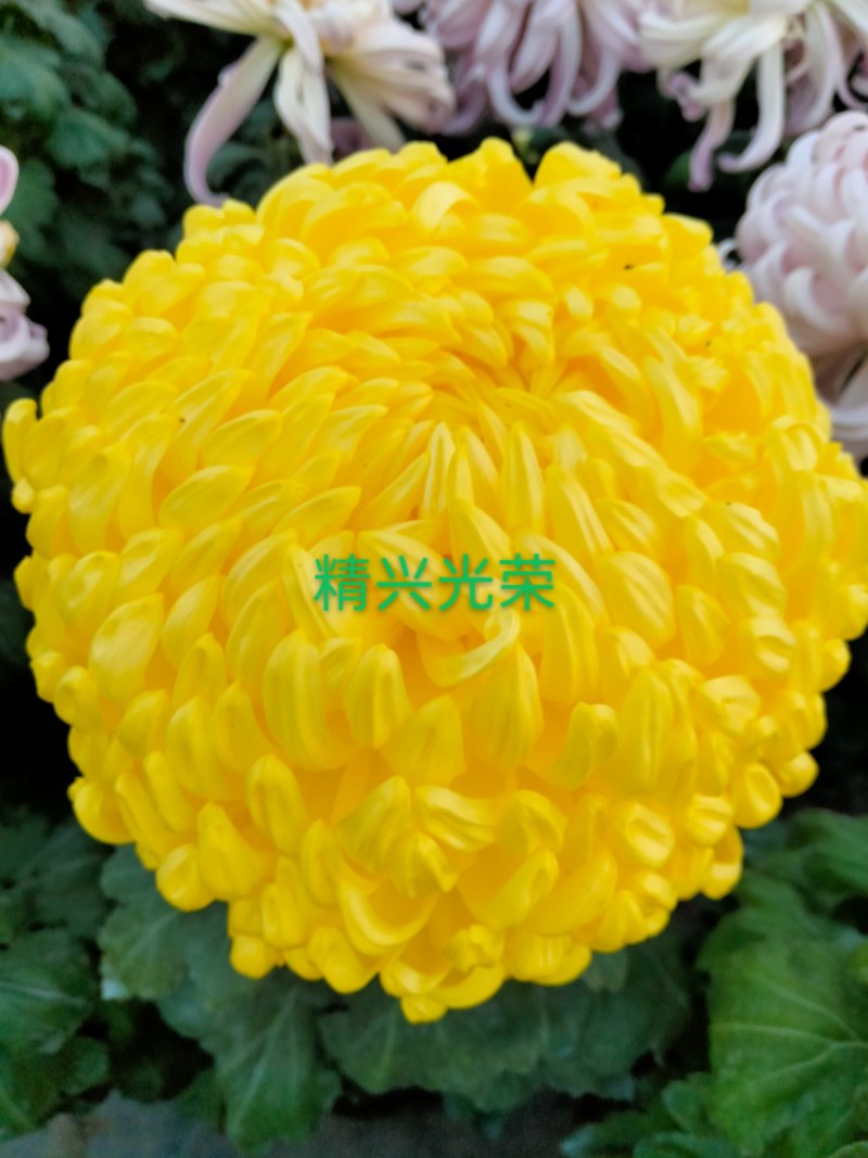 盆栽观赏大菊花