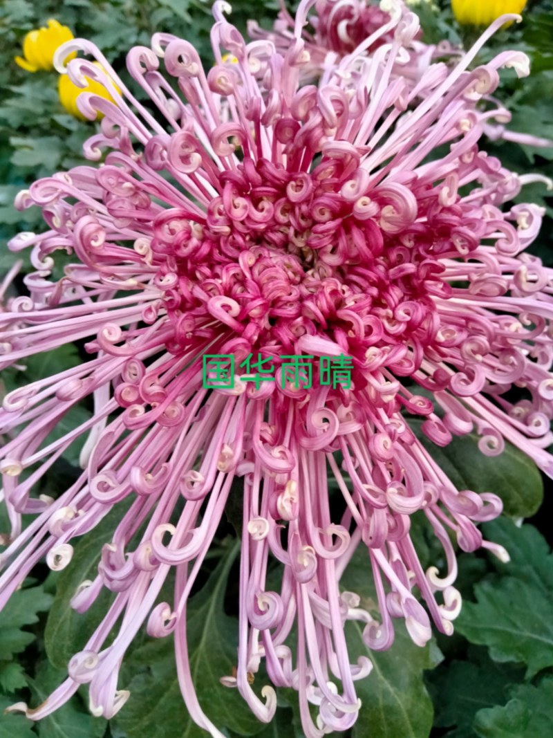 盆栽观赏大菊花