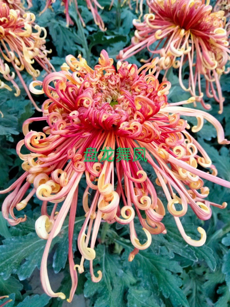 盆栽观赏大菊花