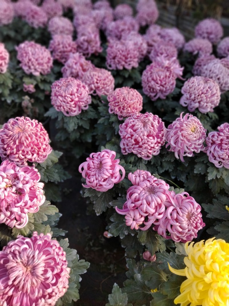 盆栽观赏大菊花