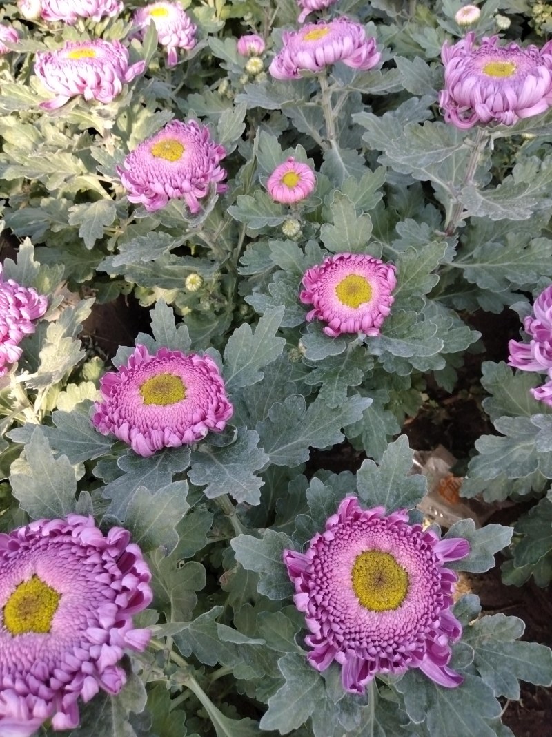 盆栽观赏大菊花