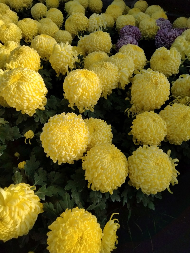 盆栽观赏大菊花