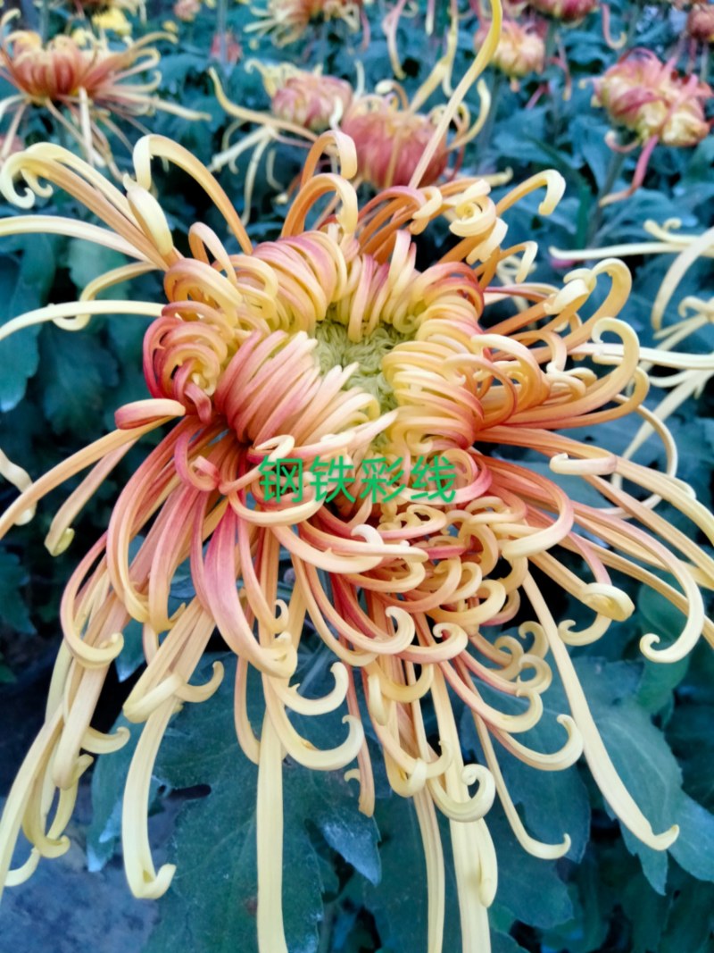盆栽观赏大菊花