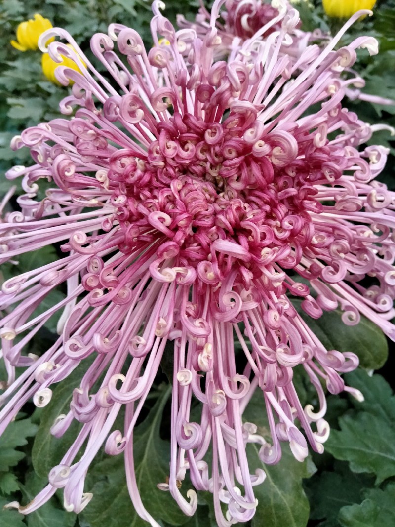 盆栽观赏大菊花