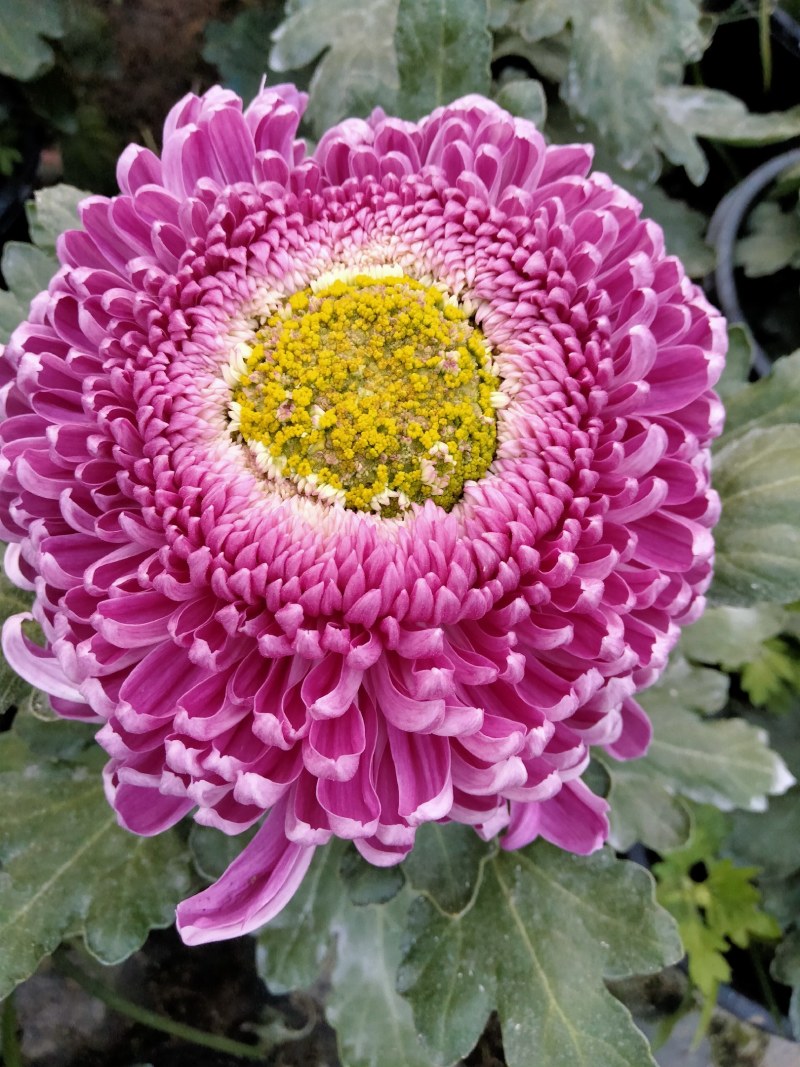盆栽观赏大菊花