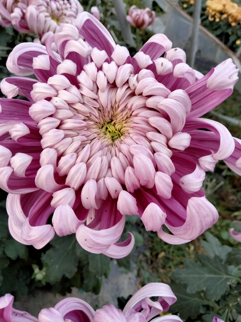 盆栽观赏大菊花