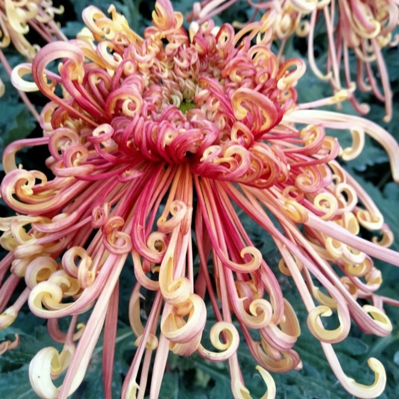 盆栽观赏大菊花