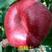 新品种桃树苗价格早熟春雪桃树苗晚熟冬桃苗品种齐全