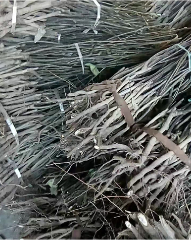香玲核桃苗嫁接核桃苗基地直发保证品种现挖现发