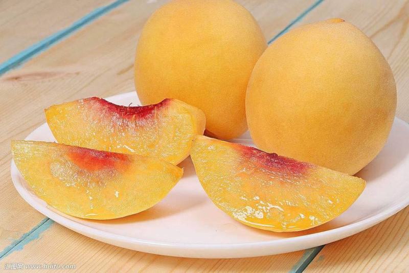 水蜜桃新品种价格玉妃桃树苗油蟠九桃苗黄金蜜4号桃苗