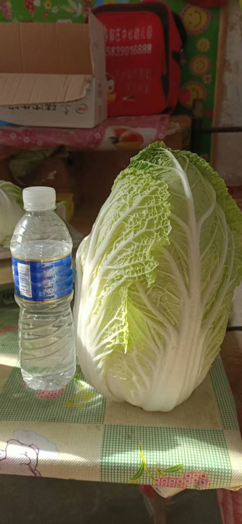 河南省高科农田矮颗黄心白菜翠绿秋晓开始大量上市