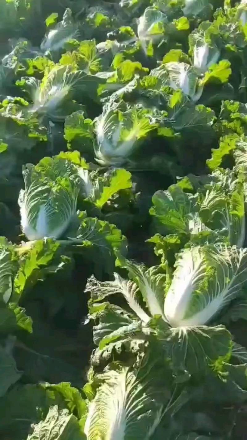 河南省高科农田矮颗黄心白菜翠绿秋晓开始大量上市