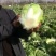 河南精品瓜果蔬菜种植基地优质青杂三号大白菜开始大量上市。