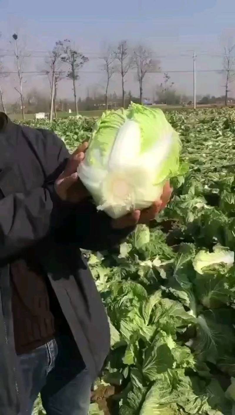 河南精品瓜果蔬菜种植基地优质青杂三号大白菜开始大量上市。