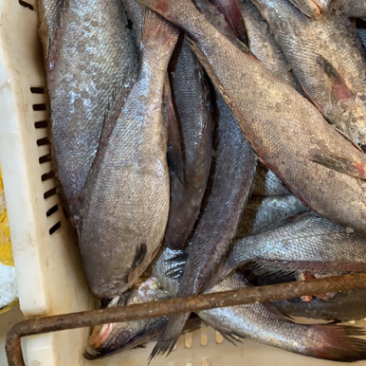 （坏单包赔）海水鳘鱼